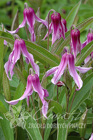 Клематис цельнолистный Ханайима